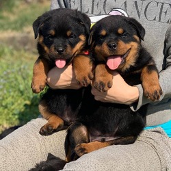 10 weeks old Rottweiler puppies photo