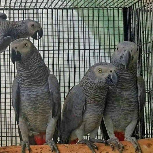 AFRICAN GREY PARROTS FOR SALE PHILIPPINES [BIRDS]  photo